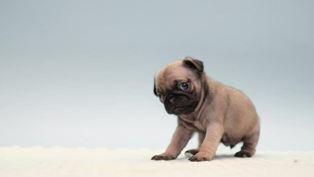 Funny crazy cute pug dog puppy dancing or do fitness, workout at home. Funny dog sport concept. Cute face.