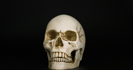 Skull isolated on black background, Halloween concept.