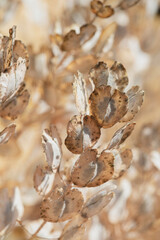 Sensual delicate beige background: delicate dry flower .