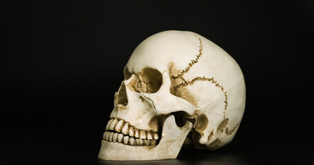 Skull isolated on black background, Halloween concept.