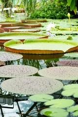 giant water lilies in the pond