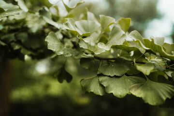 Gingko