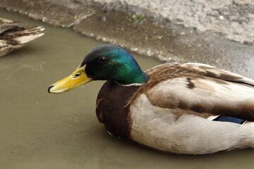 
a duck in a puddle