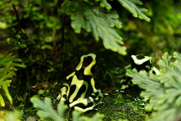 green and black poison dart frog or grass frog in natural habitat