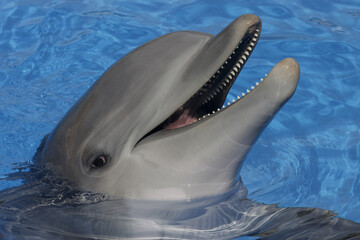 Delfine oder Delphine (Delphinidae) schaut aus Wasser