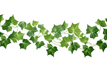 Ivy leaves on a branch isolated on transparent background 