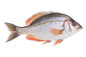 Obraz premium isolated illustrations of fresh fish. Created with Generative AI