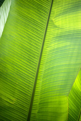 Closeup of banana leaf texture in a public garden