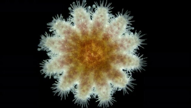 Young starfish Crossaster papposus under a microscope, Solasteridae family, phylum Echinodermata. It has 12 legs (rays). White Sea
