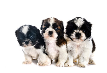puppies Shih Tzu in studio
