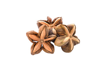 Incas, inchah peanut seed sacha isolated on transparent png