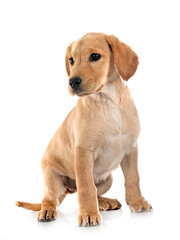 puppy labrador retriever