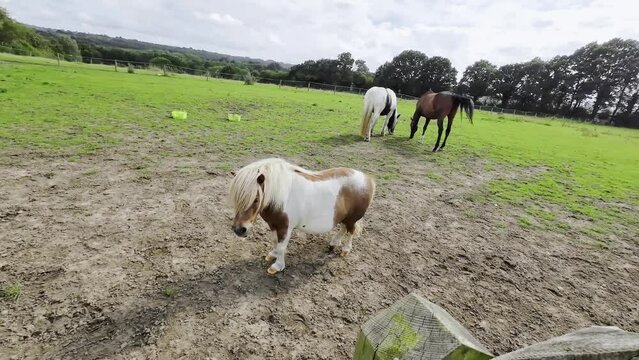 horse in the field