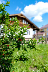 Wooden chale with flowers and berries tree background. Weekend out of town on summer sunny day.