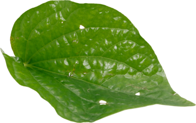 Green betel leaf isolated blank background, Thai herb.