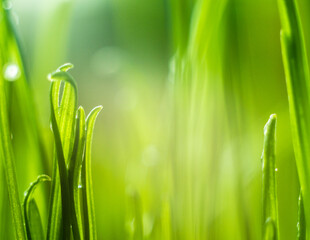 Fototapeta na wymiar Green grass. Shallow depth of field.