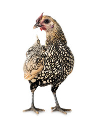 Sebright chicken in studio
