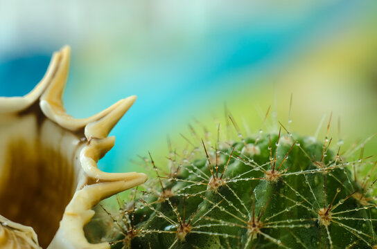 Sea shell fnd cactus in the dew on a color background. close up