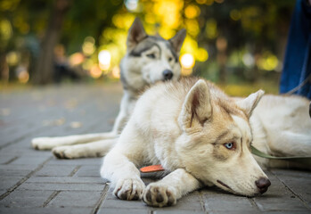 Two dogs husky lie in the park on a sunny day