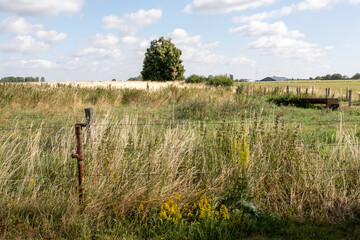 Hochsommerliche Wiesenlandschaft