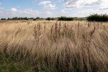 Hochsommerliche Wiesenlandschaft