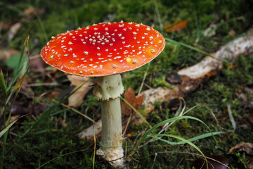 Fliegenpilz im Sauerländischen Wald, Deutschland