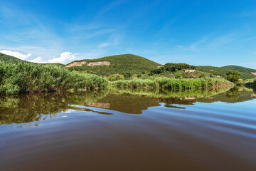 Green reeds of Massaciuccoli lake (Lago di Massaciuccoli), nature reserve and natural landmark in Lucca province, Tuscany, Versilia, Italy, southern Europe.