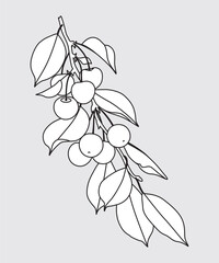 Outline Sweet Cherry Tree Branch with Berries. - 630653011