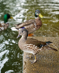duck on the river