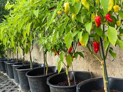 Harvesting red hot chilli peppers ers in pot. Habanero peppers. 