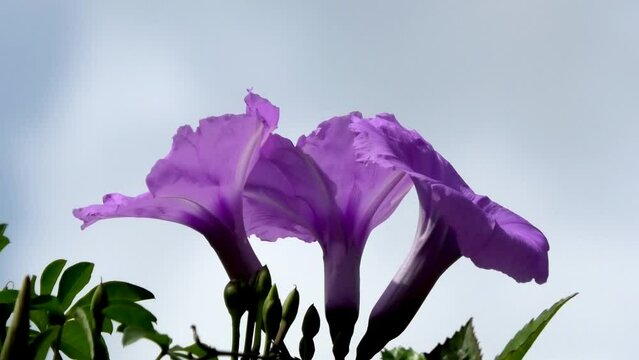 Beautiful violet flowers swaying in the wind