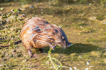 Wild animal Muskrat, Ondatra zibethicuseats, eats on the river bank