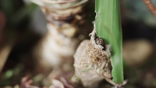 Close-up Video of an Oiketicus Kirbyi Making and Entering its Cozy Home