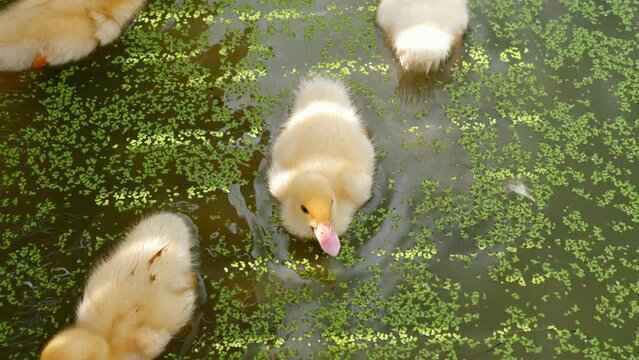Young ducklings, with their fluffy yellow feathers, swim in a pond. The adorable ducklings are in the process of learning how to swim and find food.