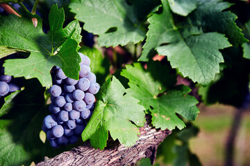 Ripe red wine grape vine bunch in fall vineyards autumn harvest eco bio farm production
