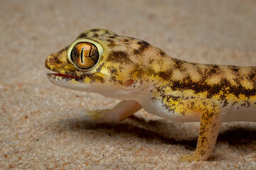 Short-fingered Gecko is a genus of Middle-Eastern and North-African geckos.