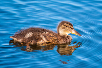 Cute little duckling swimming alone in a lake or river with calm water