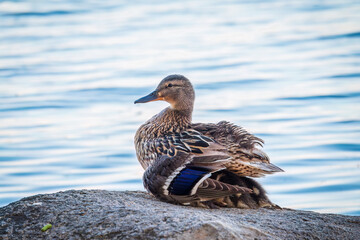 Adult duck with many ducklings sits on green shore of pond