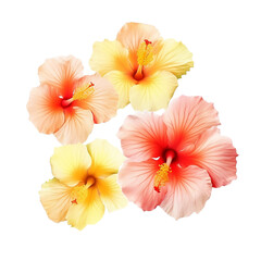 tender pink hibiscus flowers bouquet isolated on transparent background, generative ai