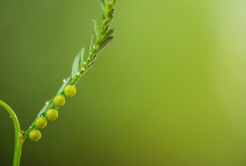 Egg woman or phyllanthus niruri branch fruits on natural background.