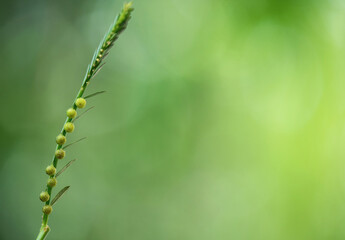 Egg woman or phyllanthus niruri branch fruits on natural background.