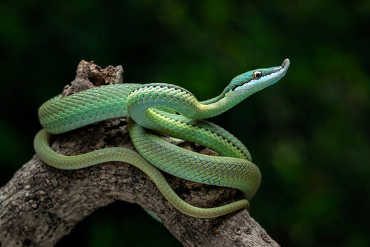 Baron's Green Racer (Philodryas baroni) is a rear-fanged venomous snake species with a remarkable "nose". They are found in the South America.
