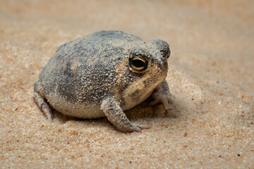 The Desert Rain Frog, Web-footed Rain Frog, or Boulenger's Short-headed Frog (Breviceps macrops) is...