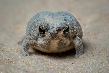 The Desert Rain Frog, Web-footed Rain Frog, or Boulenger's Short-headed Frog (Breviceps macrops) is...