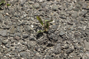plant in a wall
