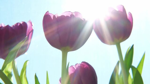 Hello spring. Purple tulip flowers in spring morning with sun lights. Close up of fresh spring flowers. Inspirational soft floral view