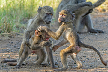 Young baboon hanging around and playing in Kruger National Park in South Africa