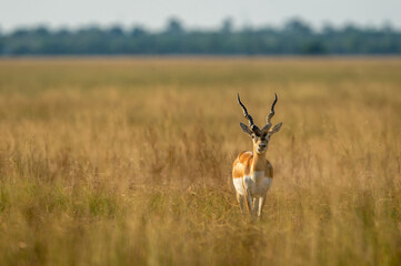 Big horned wild male blackbuck or antilope cervicapra or Indian antelope head on walking in winter evening golden hour light and grassland landscape of velavadar blackbuck national park gujrat india