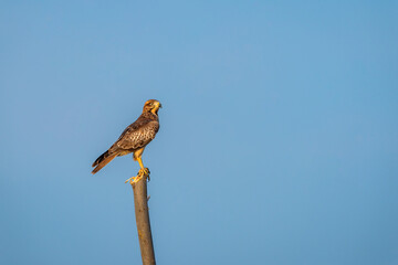 White eyed buzzard or Butastur teesa bird closeup perched in natural blue sky background at tal chhapar blackbuck sanctuary churu rajasthan india asia