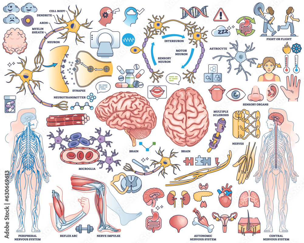 Poster human nervous system with nerve, brain and cord items outline collection set. cns and peripheral ele